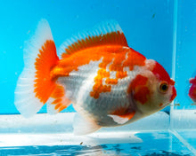 Load image into Gallery viewer, Orange and White Shogun Godzilla Oranda Male (4-5+ inches) Imported from Thailand