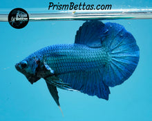 Load image into Gallery viewer, Turquoise Halfmoon Plakat Male