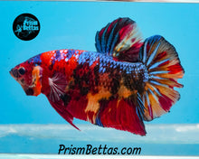 Load image into Gallery viewer, Candy Koi Giant Halfmoon Plakat Male