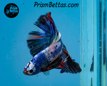 Load image into Gallery viewer, Rainbow Marble Halfmoon Male
