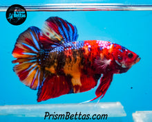 Load image into Gallery viewer, Candy Koi Giant Halfmoon Plakat Male