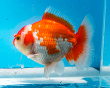Load image into Gallery viewer, Orange and White Shogun Godzilla Oranda Male (4-5+ inches) Imported from Thailand