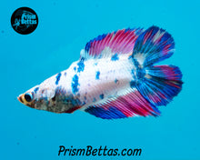 Load image into Gallery viewer, Marble Doubletail Halfmoon Female