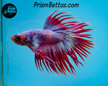 Load image into Gallery viewer, Pink Marble Crowntail Male