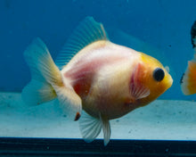 Load image into Gallery viewer, Baby Lemonhead Yaun Bao Oranda Sex Unknown (2.75 inch length) Imported from Thailand
