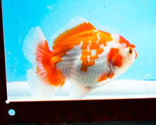 Load image into Gallery viewer, Orange and White Shogun Godzilla Oranda Male (4-5+ inches) Imported from Thailand
