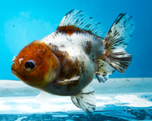 Load image into Gallery viewer, Kirin Shogun Godzilla Oranda Female (4-5+ inches) Imported from Thailand