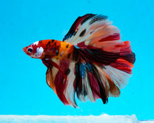 Load image into Gallery viewer, Candy Koi Halfmoon Male