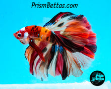 Load image into Gallery viewer, Candy Koi Halfmoon Male