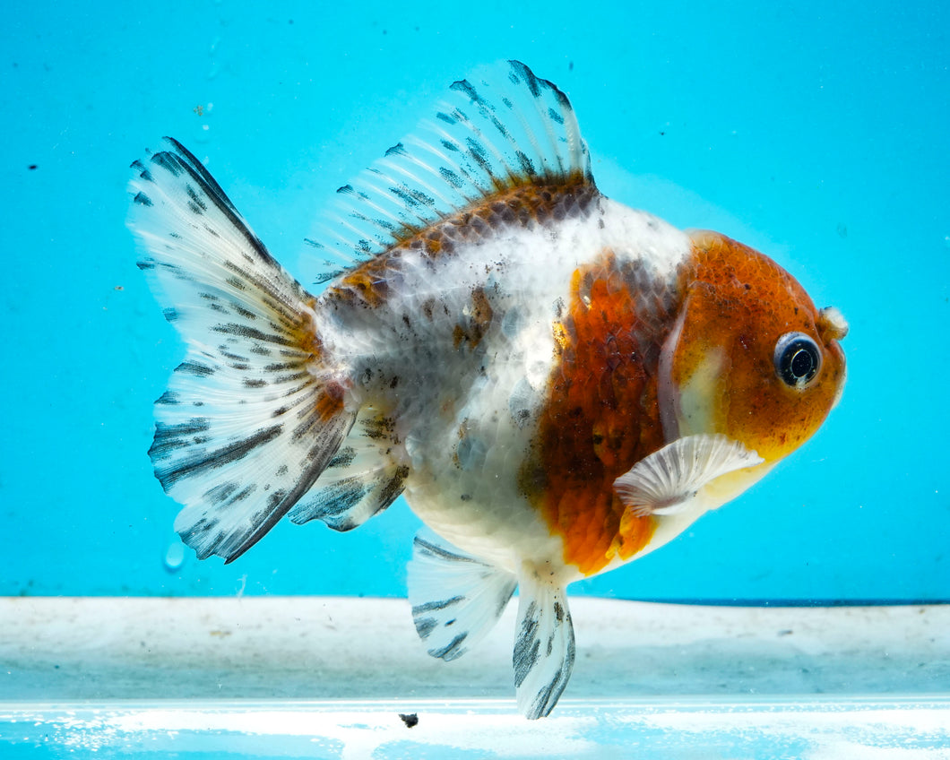 Kirin Shogun Godzilla Oranda Female (4-5+ inches) Imported from Thailand