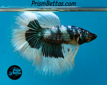 Load image into Gallery viewer, Green Marble Halfmoon Male