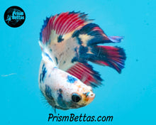 Load image into Gallery viewer, Marble Doubletail Halfmoon Female