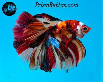 Candy Koi Halfmoon Male