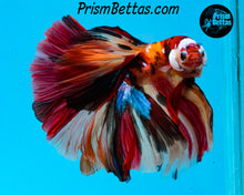Load image into Gallery viewer, Candy Koi Halfmoon Male