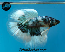 Load image into Gallery viewer, Green Marble Halfmoon Male