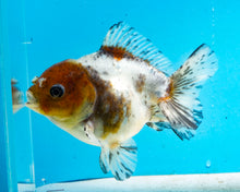 Load image into Gallery viewer, Kirin Shogun Godzilla Oranda Female (4-5+ inches) Imported from Thailand