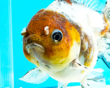 Load image into Gallery viewer, Kirin Shogun Godzilla Oranda Female (4-5+ inches) Imported from Thailand