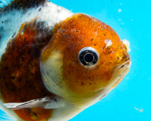 Load image into Gallery viewer, Kirin Shogun Godzilla Oranda Female (4-5+ inches) Imported from Thailand