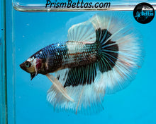 Load image into Gallery viewer, Green Marble Halfmoon Male