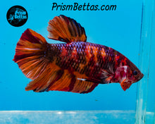 Load image into Gallery viewer, Candy Koi Giant Halfmoon Plakat Male