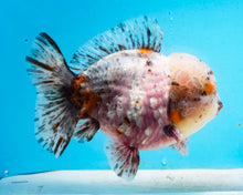 Load image into Gallery viewer, XXL Rosie Calico Shogun Godzilla Oranda Male (5+ inches) Imported from Thailand