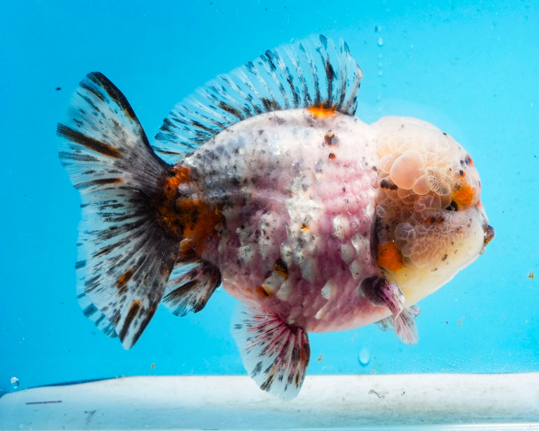 XXL Rosie Calico Shogun Godzilla Oranda Male (5+ inches) Imported from Thailand