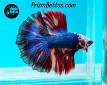 Load image into Gallery viewer, Marble Halfmoon Male