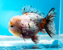Load image into Gallery viewer, XXL Rosie Calico Shogun Godzilla Oranda Male (5+ inches) Imported from Thailand