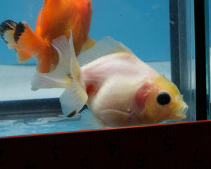 Baby Lemonhead Yaun Bao Oranda Sex Unknown (2.75 inch length) Imported from Thailand