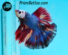 Load image into Gallery viewer, Marble Halfmoon Male