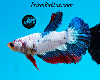 Marble Halfmoon Female