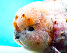 Load image into Gallery viewer, XXL Rosie Calico Shogun Godzilla Oranda Male (5+ inches) Imported from Thailand