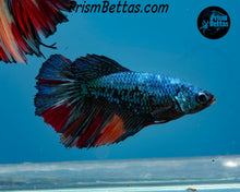 Load image into Gallery viewer, Rainbow Marble Halfmoon Female