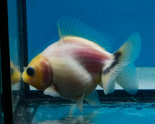 Load image into Gallery viewer, Baby Lemonhead Yaun Bao Oranda Sex Unknown (2.75 inch length) Imported from Thailand