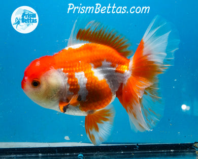Orange and White Longfinned Shogun Oranda Male (5+ inches) Imported in Thailand