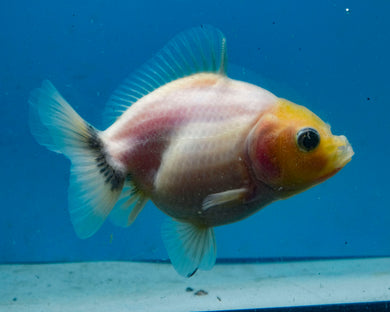 Baby Lemonhead Yaun Bao Oranda Sex Unknown (2.75 inch length) Imported from Thailand