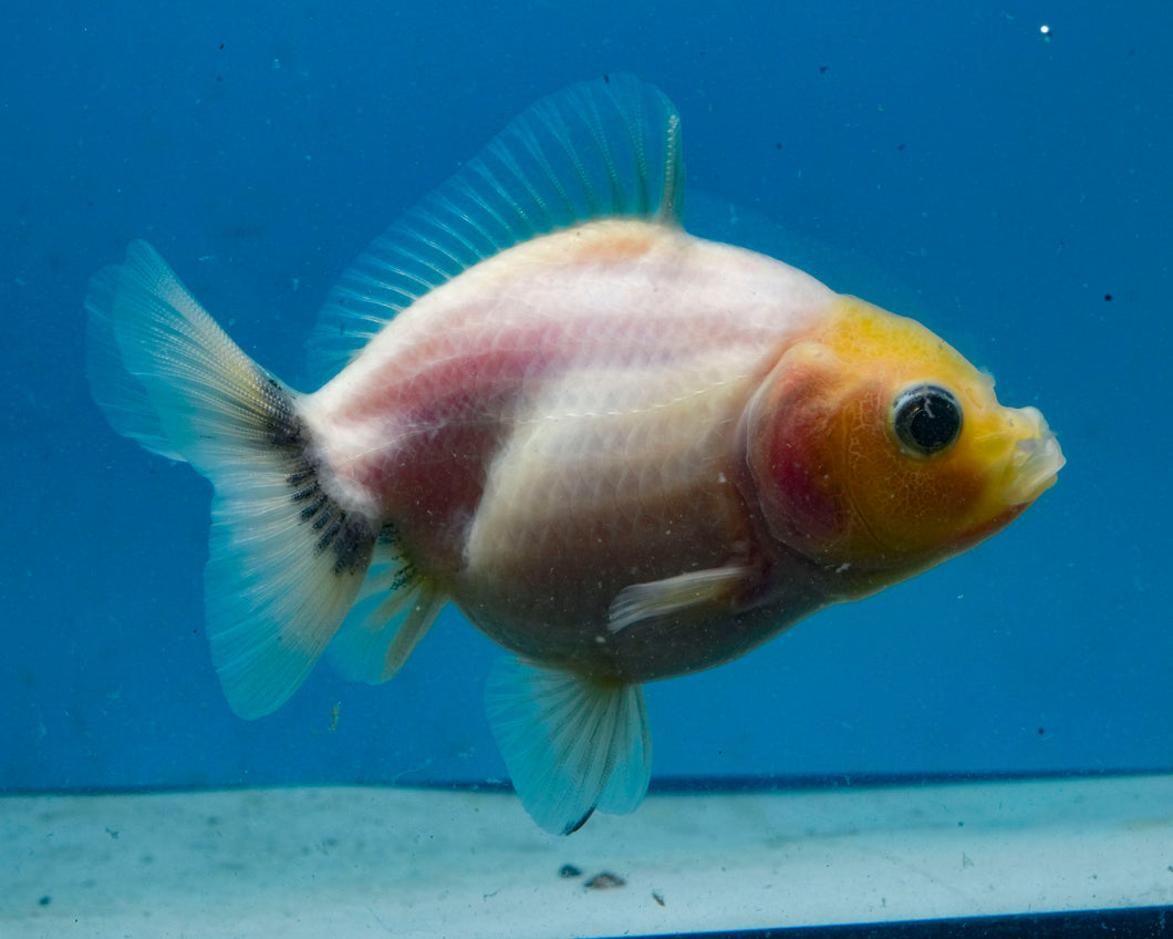 Baby Lemonhead Yaun Bao Oranda Sex Unknown (2.75 inch length) Imported from Thailand