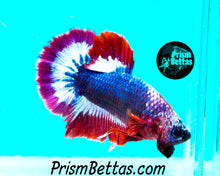 Load image into Gallery viewer, Patriotic Marble Halfmoon Plakat Male