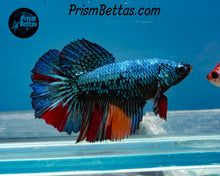 Load image into Gallery viewer, Rainbow Marble Halfmoon Female