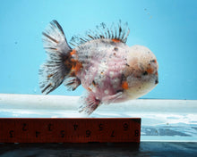 Load image into Gallery viewer, XXL Rosie Calico Shogun Godzilla Oranda Male (5+ inches) Imported from Thailand
