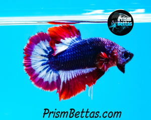 Patriotic Marble Halfmoon Plakat Male