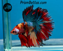 Load image into Gallery viewer, Candy Koi Halfmoon Male