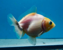 Load image into Gallery viewer, Baby Lemonhead Yaun Bao Oranda Sex Unknown (2.75 inch length) Imported from Thailand