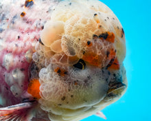 Load image into Gallery viewer, XXL Rosie Calico Shogun Godzilla Oranda Male (5+ inches) Imported from Thailand