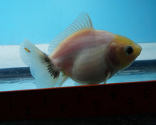 Load image into Gallery viewer, Baby Lemonhead Yaun Bao Oranda Sex Unknown (2.75 inch length) Imported from Thailand