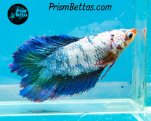 Load image into Gallery viewer, Marble Doubletail Halfmoon  Female