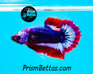 Patriotic Marble Halfmoon Plakat Male