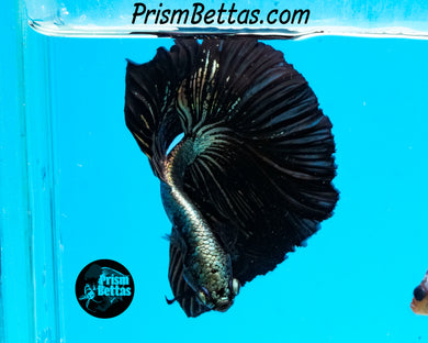 Black Copper Halfmoon Male