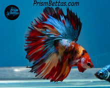 Load image into Gallery viewer, Candy Koi Halfmoon Male