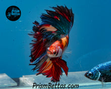 Load image into Gallery viewer, Candy Koi Halfmoon Male